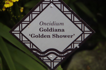 Aquí se anuncia la orquñidea "Golden shower" que podríamos traducir como lluvia dorada