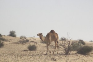 Por el camino nos encontramos con varios camellos; incluso con uno albino