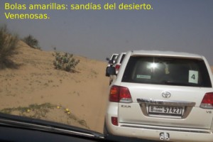 En el camino hacia el campamento beduino nos encontramos con esas bolas amarillas que se ven abajo a la izquierda. Son lo que nuestro conductor llamó "sandias del desierto" que también son venenosas y si las comen los camellos se ponen enfermos.
