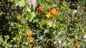 Esas plantas de color naranja son de la familia de los geranios.. Los habitantes de Madeira usan sus flores en los guisos, a veces para comérselas, otras veces tan solo como adorno comestible.