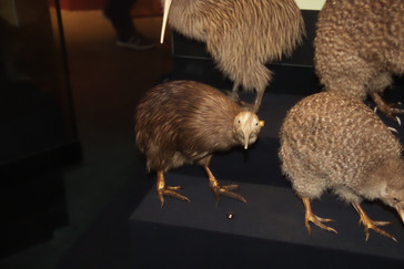 Uno de los animales típicos de Nueva Zelanda es el kiwi. En el museo hay muchos de estos animales direcados.