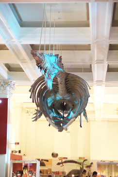 Esqueleto de ballena colgado a la entrada