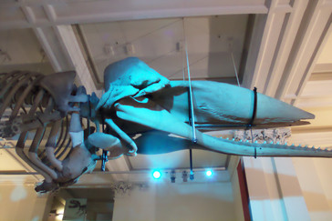Esqueleto de ballena colgado a la entrada. El color azul se debe a los focos de ese color