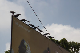 Colombo es una ciudad donde hay muchos cuervos