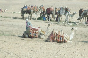 y camellos