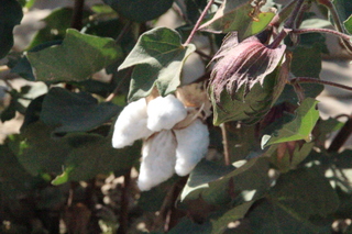 Flor de algodón totalmente abierta