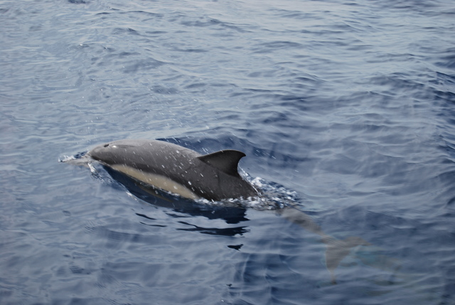 Un primer plano de uno de los delfines. Ni que decir tiene que si el delfín no quiere salir en la foto basta con que ,o diga :)