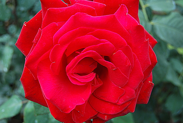 Una rosa es una rosa es una rosa es una rosa...